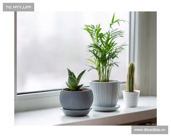 一盆多肉，一个故事！让花儿有家可归